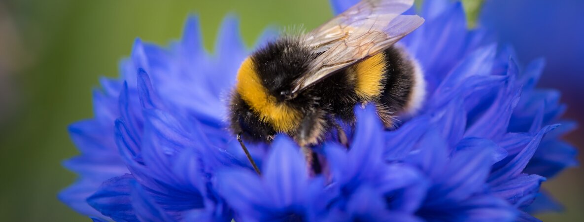 Eine Hummel auf einer Blüte