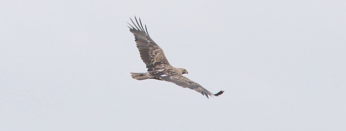 Kaiseradler