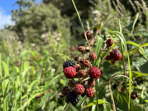 Das bewusste Beobachten der Natur lädt dazu ein, Wegesränder zu entdecken.