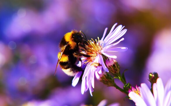 Erdhummel