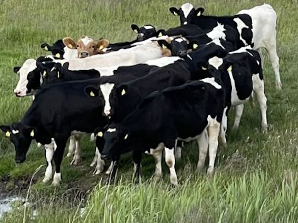 eine Gruppe Kühe