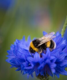 Eine Hummel auf einer Blüte