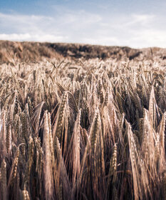 Landwirtschaft